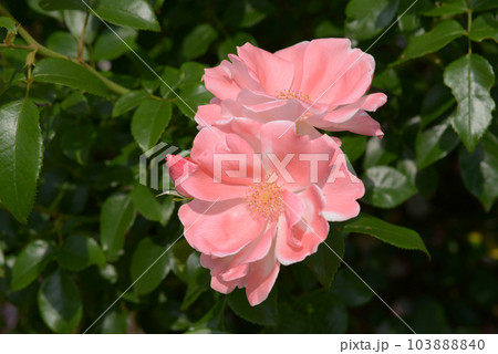 グレーテル バラの花 グレーテル バラの花 103888840