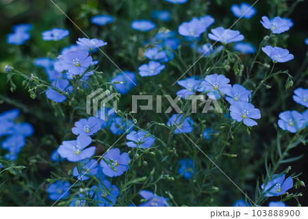 Beautiful blue flax flowers in summer on a garden bed 103888900