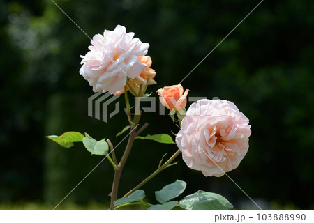 チャールズ・オースチン バラの花 チャールズ・オースチン バラの花 103888990