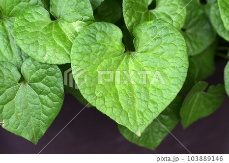 フタバアオイ　葉模様 103889146