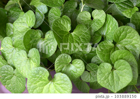 フタバアオイ　葉模様 103889150