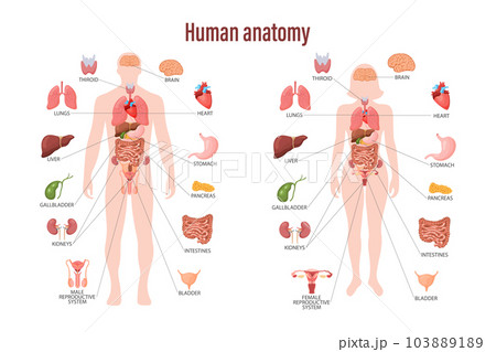 Human anatomy concept. Infographic poster with the internal organs of the human body. Respiratory, digestive, reproductive, cardiovascular systems. Banner, vector Human anatomy concept. Infographic poster with the internal organs of the human body. Respiratory, digestive, reproductive, cardiovascular systems. Banner, vector 103889189
