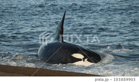 Killer whale hunting sea lions, Patagonia, Argentina. 103889903