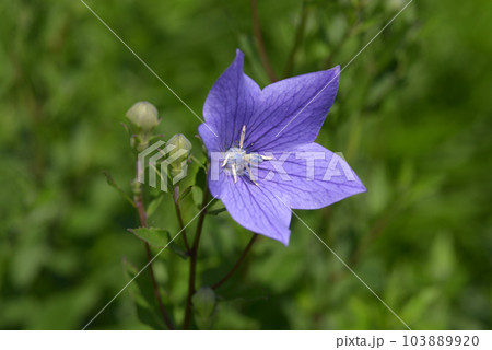 キキョウの花 キキョウの花 103889920