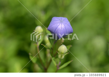 キキョウの蕾 キキョウの蕾 103889921