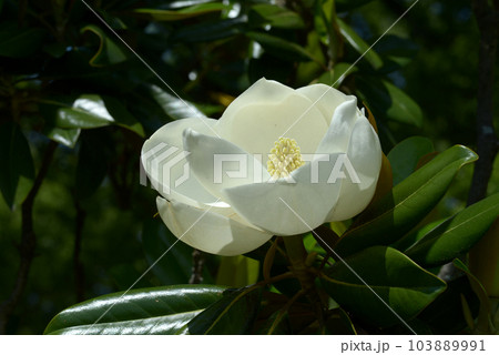 タイサンボクの花 タイサンボクの花 103889991