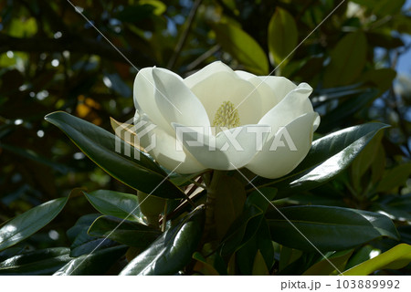 タイサンボクの花 タイサンボクの花 103889992