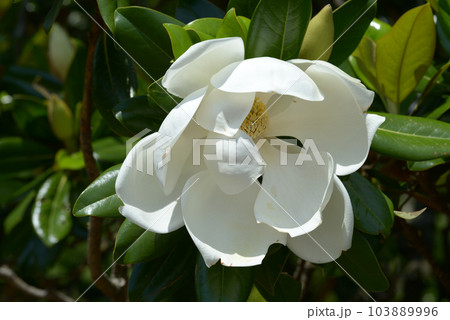 タイサンボクの花 タイサンボクの花 103889996