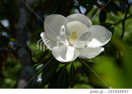 タイサンボクの花 タイサンボクの花 103889997