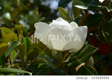 タイサンボクの花 103889998