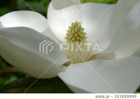 タイサンボクの花 103889999