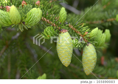 ハリモミ ハリモミ 103890083