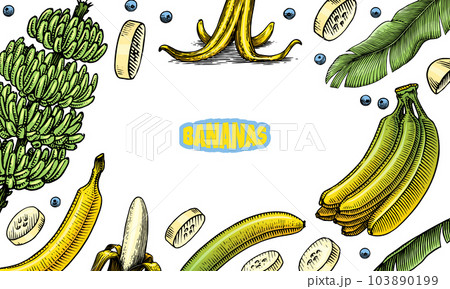 Banana fruit and palm leaves poster or banner. Hand drawn with ink in vintage style. Linear graphic 103890199