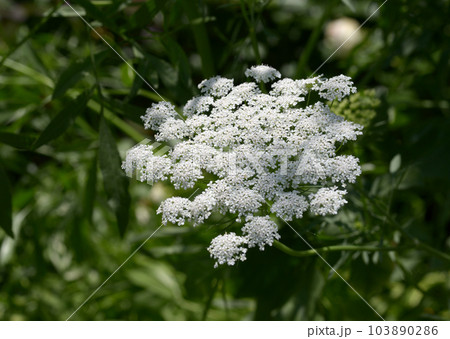 レースフラワー レースフラワー 103890286