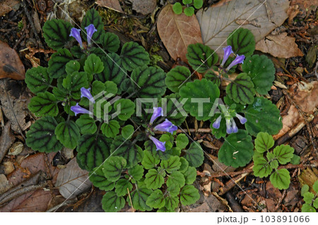 上から見た暗紫色の斑入りの葉から青紫色の花が点在するトウゴクシソバタツナミソウの群生が綺麗です 103891066