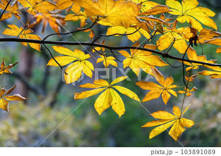 昇仙峡のトチノキの紅葉 昇仙峡のトチノキの紅葉 103891089