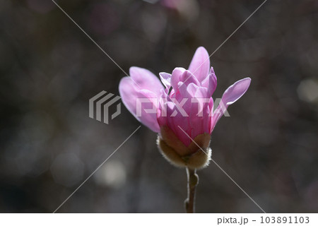 シデコブシの花 103891103