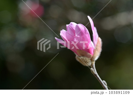 シデコブシの花 シデコブシの花 103891109