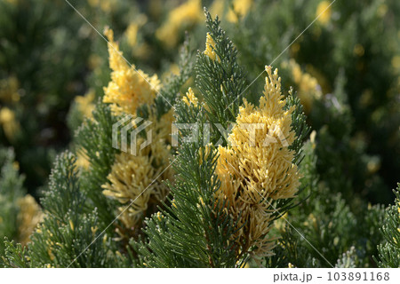 ニイガタビャクシン 103891168