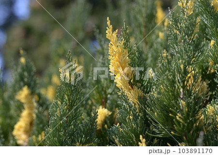 ニイガタビャクシン 103891170