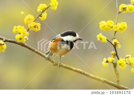 ダンコウバイの花にヤマガラ 蓼科高原にて ダンコウバイの花にヤマガラ 蓼科高原にて 103891178