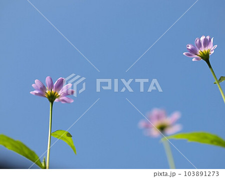 青空とミヤコワスレの花のアップ 青空とミヤコワスレの花のアップ 103891273