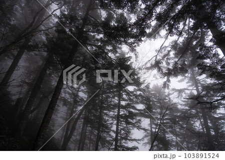 【霧素材】濃霧に包まれた森【長野県】 【霧素材】濃霧に包まれた森【長野県】 103891524