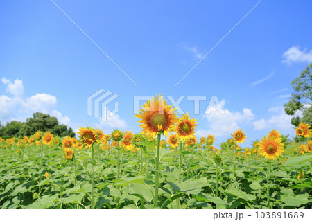 ヒマワリの花　満開 103891689