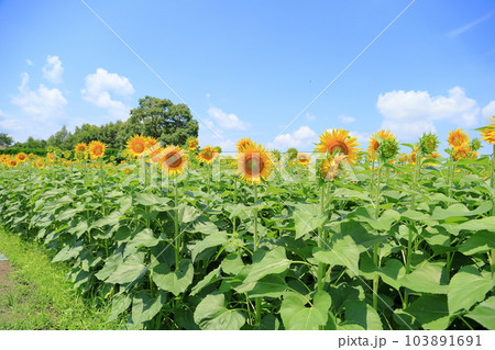 ヒマワリの花　満開 103891691
