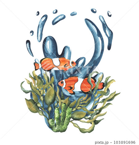Clownfish composition with algae seaweed kelp and water splash underwater. Hand drawn watercolor illustration isolated on white background. For cards, design,decoration, package 103891696