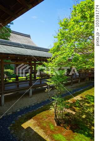 大覚寺 若葉に新緑 青もみじ 大覚寺 若葉に新緑 青もみじ 103891774