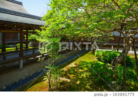 大覚寺　若葉に新緑　青もみじ 103891775