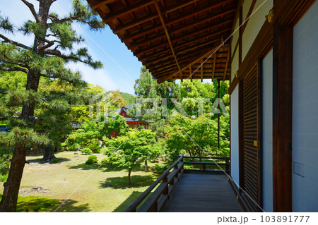 大覚寺　若葉に新緑　青もみじ 103891777