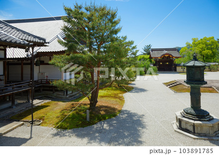 大覚寺　若葉に新緑　青もみじ 103891785