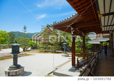 大覚寺 若葉に新緑 青もみじ 大覚寺 若葉に新緑 青もみじ 103891788