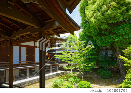 大覚寺 若葉に新緑 青もみじ 大覚寺 若葉に新緑 青もみじ 103891792