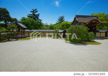 大覚寺 若葉に新緑 青もみじ 大覚寺 若葉に新緑 青もみじ 103891800