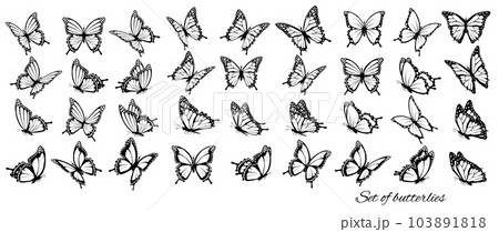 Set of butterflies, flying in different directions. Butterfle silhouette. Vector. Set of butterflies, flying in different directions. Butterfle silhouette. Vector. 103891818