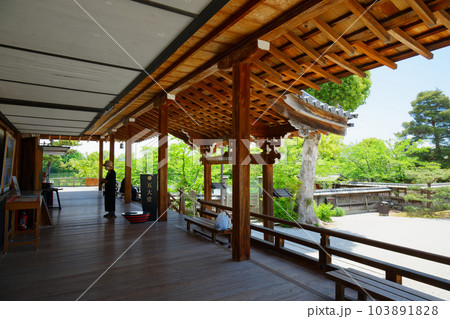 大覚寺 若葉に新緑 青もみじ 大覚寺 若葉に新緑 青もみじ 103891828