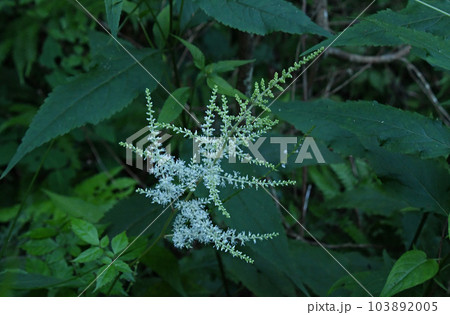 六甲の林縁で見られた白色の花をたくさんつけた円錐状の花序が綺麗なアカショウマ 六甲の林縁で見られた白色の花をたくさんつけた円錐状の花序が綺麗なアカショウマ 103892005