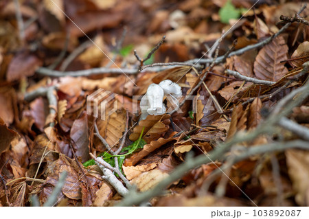 ギンリョウソウ 別名ユウレイタケ ギンリョウソウ 別名ユウレイタケ 103892087
