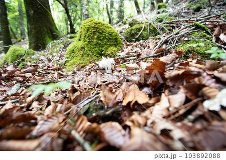 ギンリョウソウ　別名ユウレイタケ 103892088