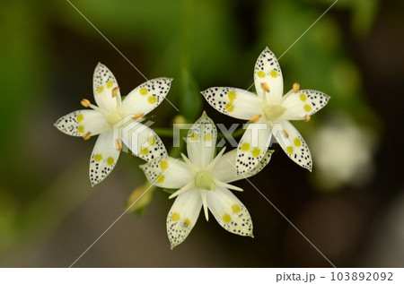 白色の花弁に黒色の斑が入り二つの黄色の蜜腺が綺麗なアケボノソウの花 白色の花弁に黒色の斑が入り二つの黄色の蜜腺が綺麗なアケボノソウの花 103892092