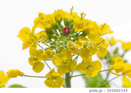 菜の花　てんとう虫 103892145