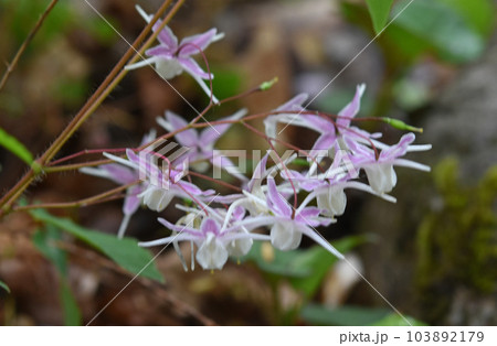 花の形が船のイカリに似ている薄紫色の花の花序が綺麗なイカリソウ 103892179