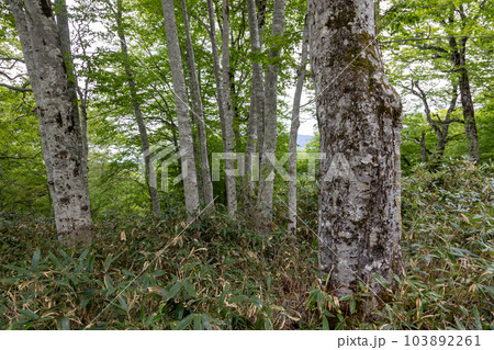 坤六峠周辺の森 103892261