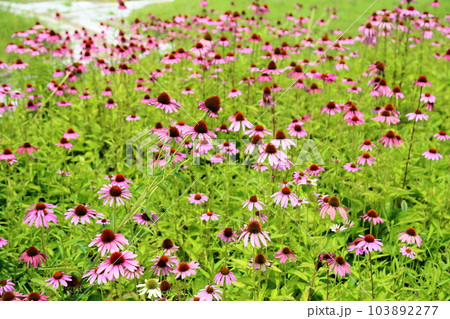 エキナセアの花　満開 103892277