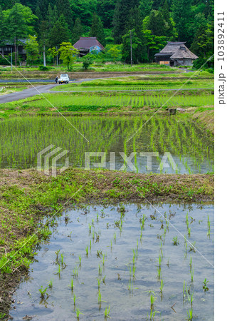 早苗田の畦道 103892411