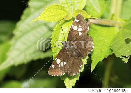 ダイミョウセセリ 103892424