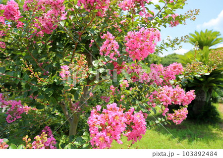 鮮やか サルスベリの花 鮮やか サルスベリの花 103892484